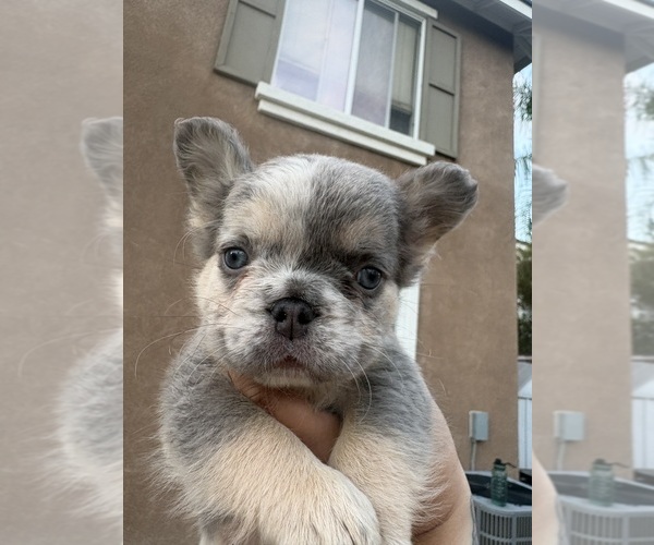 Medium Photo #5 French Bulldog Puppy For Sale in MURRIETA, CA, USA
