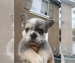 Puppy 4 French Bulldog