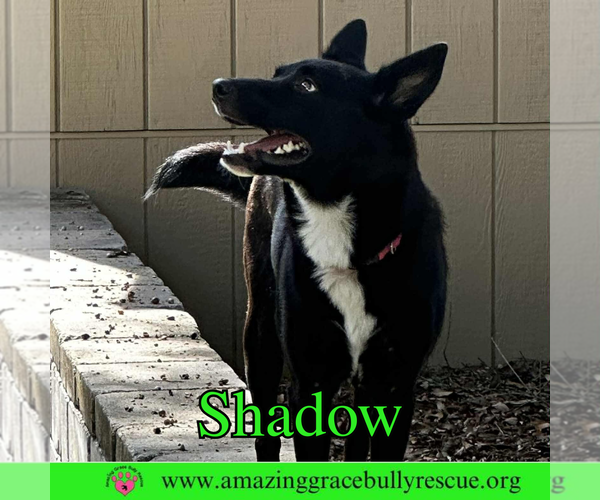 Medium Photo #3 German Shepherd Dog-Unknown Mix Puppy For Sale in Pensacola, FL, USA