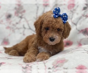 Cavapoo Puppy for sale in LAKELAND, FL, USA