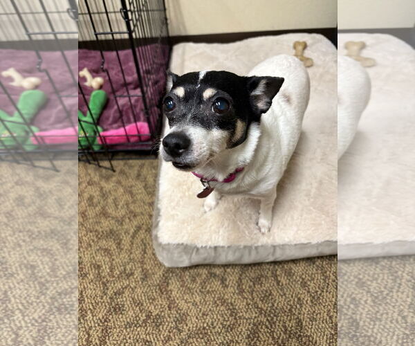 Medium Photo #2 Rat Terrier Puppy For Sale in New London, WI, USA