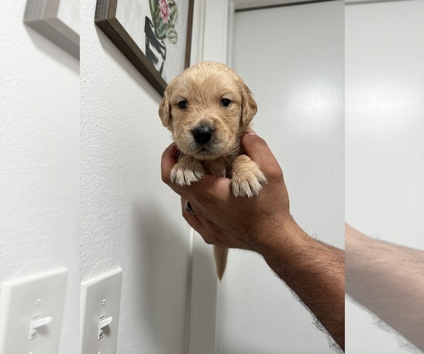 Medium Photo #6 Golden Retriever Puppy For Sale in PORT RICHEY, FL, USA