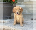 Small Photo #26 Golden Retriever Puppy For Sale in WOLCOTT, IN, USA