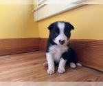Puppy St Stephen Border Collie