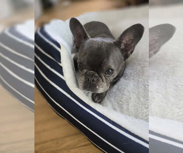 Medium Photo #1 French Bulldog Puppy For Sale in Miami, FL, USA