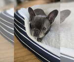Small French Bulldog