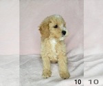 Puppy 3 Goldendoodle (Miniature)