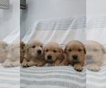 Small #2 Golden Retriever