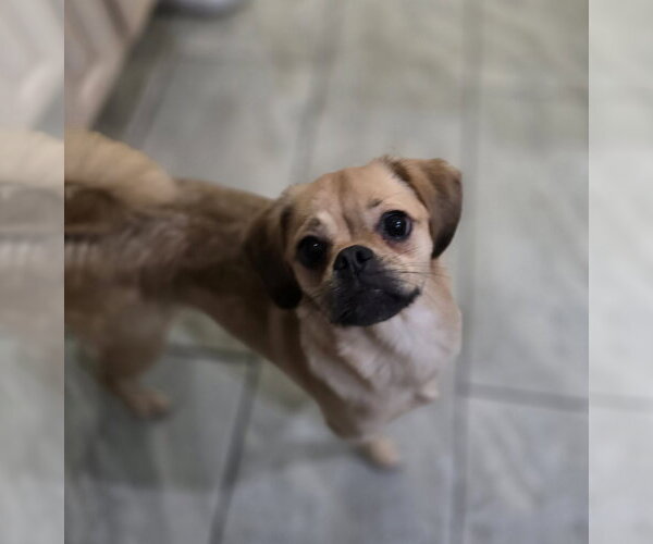 Medium Photo #1 Pug-Unknown Mix Puppy For Sale in Morganville, NJ, USA