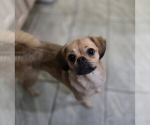 Pug-Unknown Mix Dogs for adoption in Morganville, NJ, USA