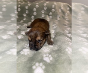 Yorkshire Terrier Puppy for sale in SAN ANTONIO, TX, USA