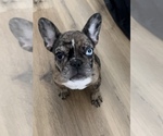 Puppy Spice French Bulldog