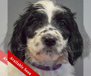 Spaniel-Unknown Mix Dogs for adoption in Huntley, IL, USA