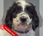 Small Spaniel Mix