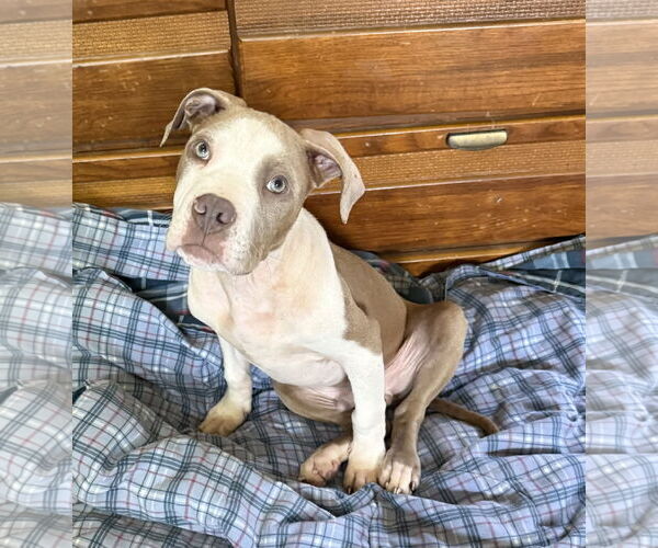 Medium Photo #1 Mutt Puppy For Sale in Rockaway, NJ, USA