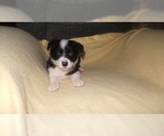 Small Photo #40 Border Collie Puppy For Sale in AIKEN, SC, USA
