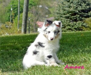 Shetland Sheepdog Puppy for Sale in UPPER TRACT, West Virginia USA
