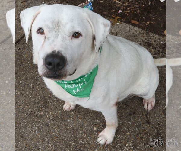 Medium Photo #7 Bulldog-Labrador Retriever Mix Puppy For Sale in Washington, DC, USA
