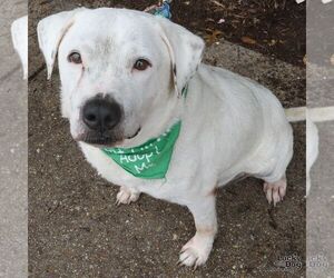 Moe - Male Bulldog-Labrador Retriever Mix Dog for Adoption - Photo #7