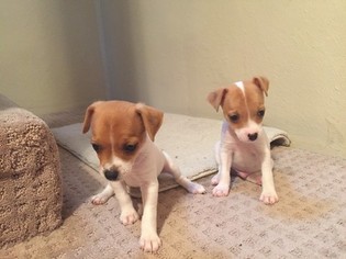 Jack Russell Terrier Puppy for sale in CENTRALIA, MO, USA