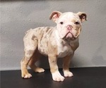 Puppy Athena Bulldog
