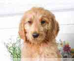 Small Photo #1 Goldendoodle Puppy For Sale in RED LION, PA, USA