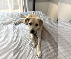 Daphne - Female Labrador Retriever-Unknown Mix Dog for Adoption - Photo #4