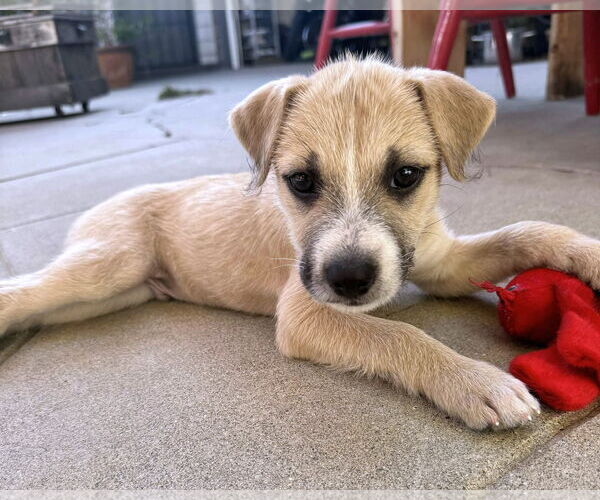 Medium Photo #15 American Staffordshire Terrier-Chinese Shar-Pei Mix Puppy For Sale in Corona, CA, USA