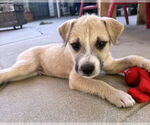 Small #14 American Staffordshire Terrier-Chinese Shar-Pei Mix