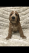 Puppy 2 Poodle (Standard)-Spinone Italiano Mix