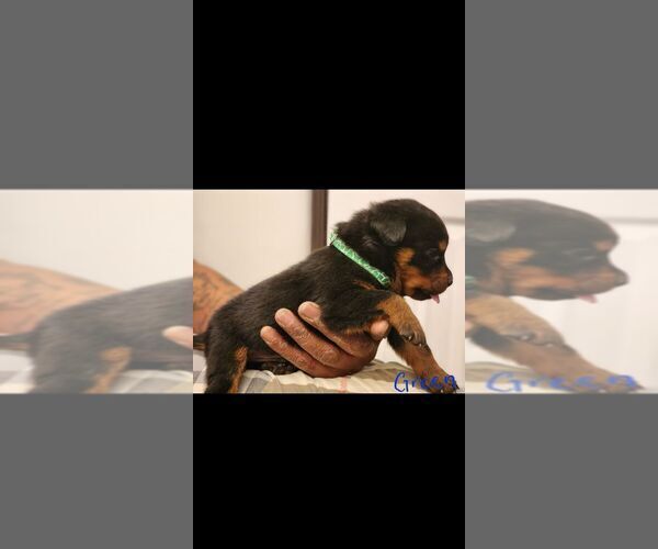 Medium Photo #10 Rottweiler Puppy For Sale in PHILADELPHIA, PA, USA