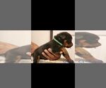 Small Photo #10 Rottweiler Puppy For Sale in PHILADELPHIA, PA, USA