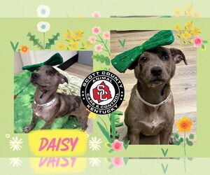 Catahoula Leopard Dog-Unknown Mix Dogs for adoption in Georgetown, KY, USA