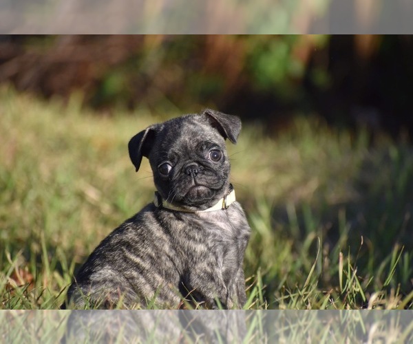 Medium Photo #1 Pug Puppy For Sale in PALM COAST, FL, USA