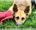Small #2 German Shepherd Dog