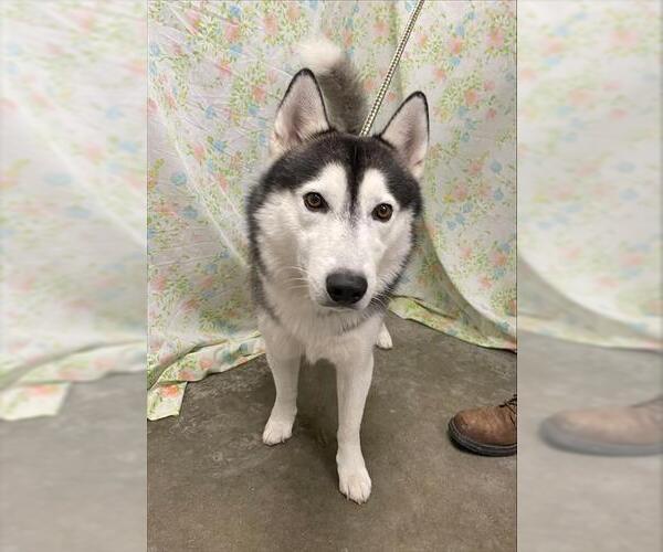Medium Photo #1 Siberian Husky Puppy For Sale in Rosenberg, TX, USA