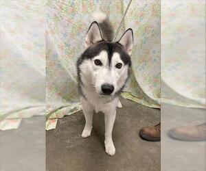Siberian Husky Dogs for adoption in Rosenberg, TX, USA