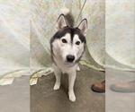 TOGO - Male Siberian Husky Dog for Adoption - Small photo