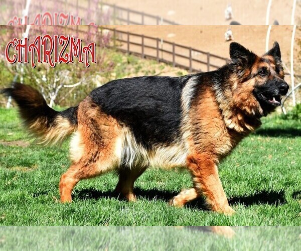 Medium Photo #12 German Shepherd Dog Puppy For Sale in MURRIETA, CA, USA