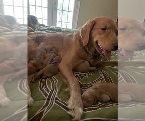 Mother of the Golden Retriever puppies born on 12/27/2022