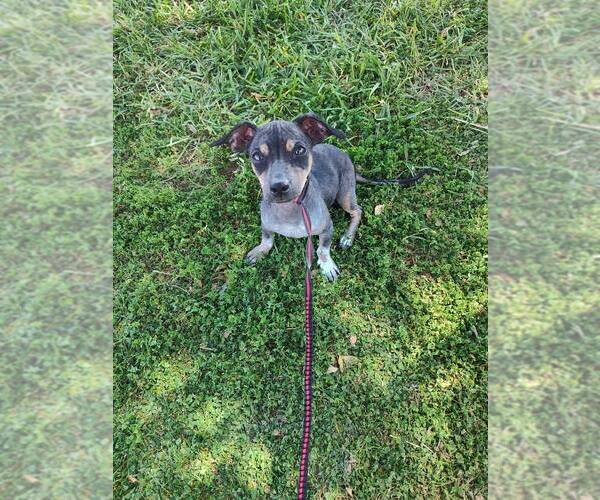 Medium Photo #5 Mutt Puppy For Sale in New York, NY, USA