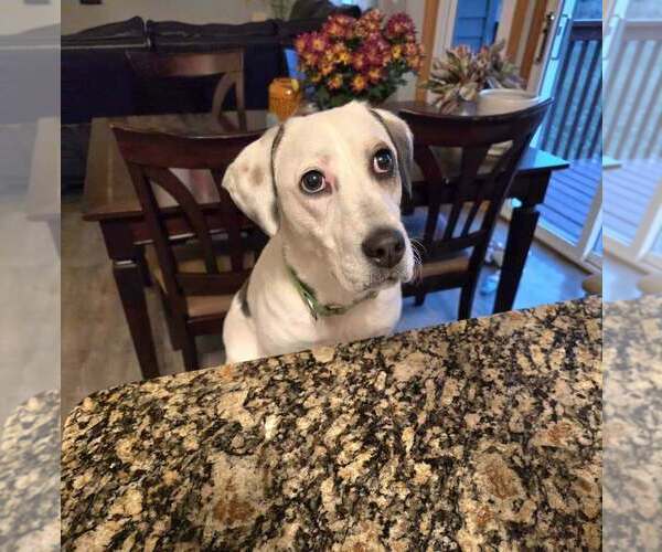 Medium Photo #21 Labrador Retriever-Unknown Mix Puppy For Sale in Andover, MN, USA