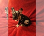 Small Photo #2 French Bulldog Puppy For Sale in HOUSTON, TX, USA