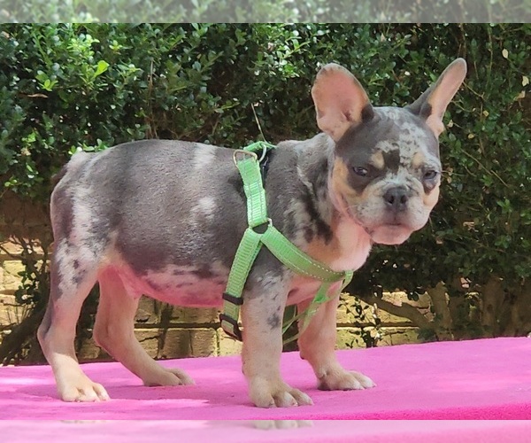 Medium Photo #3 French Bulldog Puppy For Sale in CONYERS, GA, USA