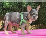 Small #2 French Bulldog
