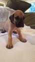 Small Photo #1 Great Dane Puppy For Sale in PIONEER, CA, USA