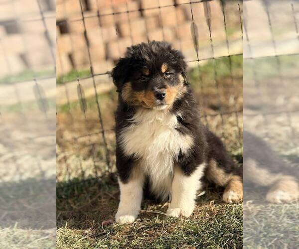 Medium Photo #1 Australian Shepherd Puppy For Sale in MADISON, IN, USA