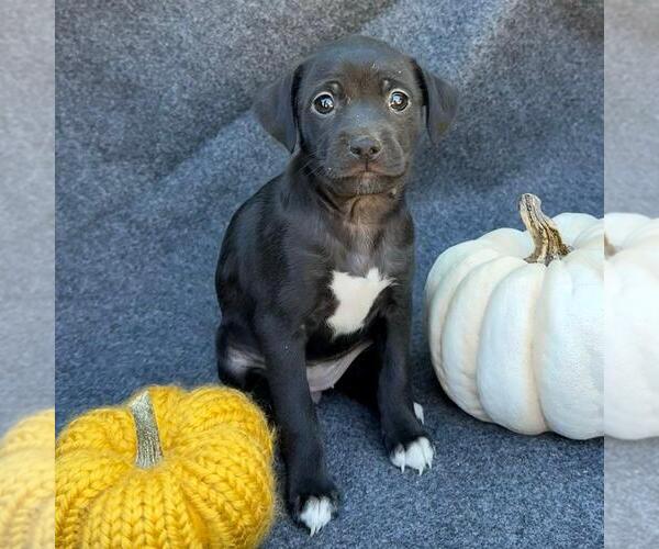 Medium Photo #1 Colonial Cocker Spaniel-Unknown Mix Puppy For Sale in San Diego, CA, USA