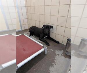 Great Dane-Labrador Retriever Mix Dogs for adoption in Corpus Christi, TX, USA