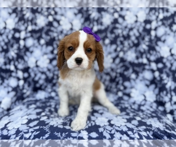 Medium Photo #3 Cavalier King Charles Spaniel Puppy For Sale in LAKELAND, FL, USA